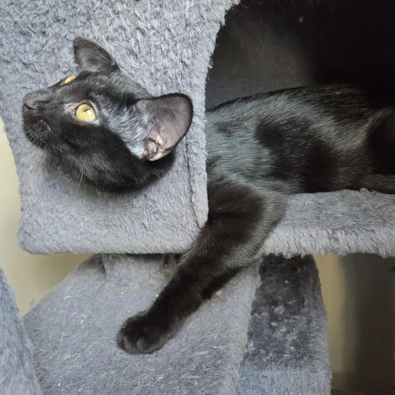 A baby large-sized male Domestic Short Hair cat named Toad for adoption in Wilmington, NC
