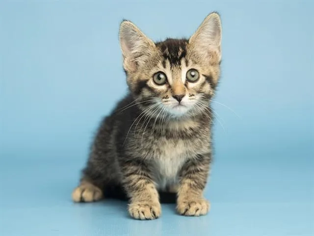A baby small-sized female Domestic Short Hair cat named Meowatron for adoption in Phoenix, AZ