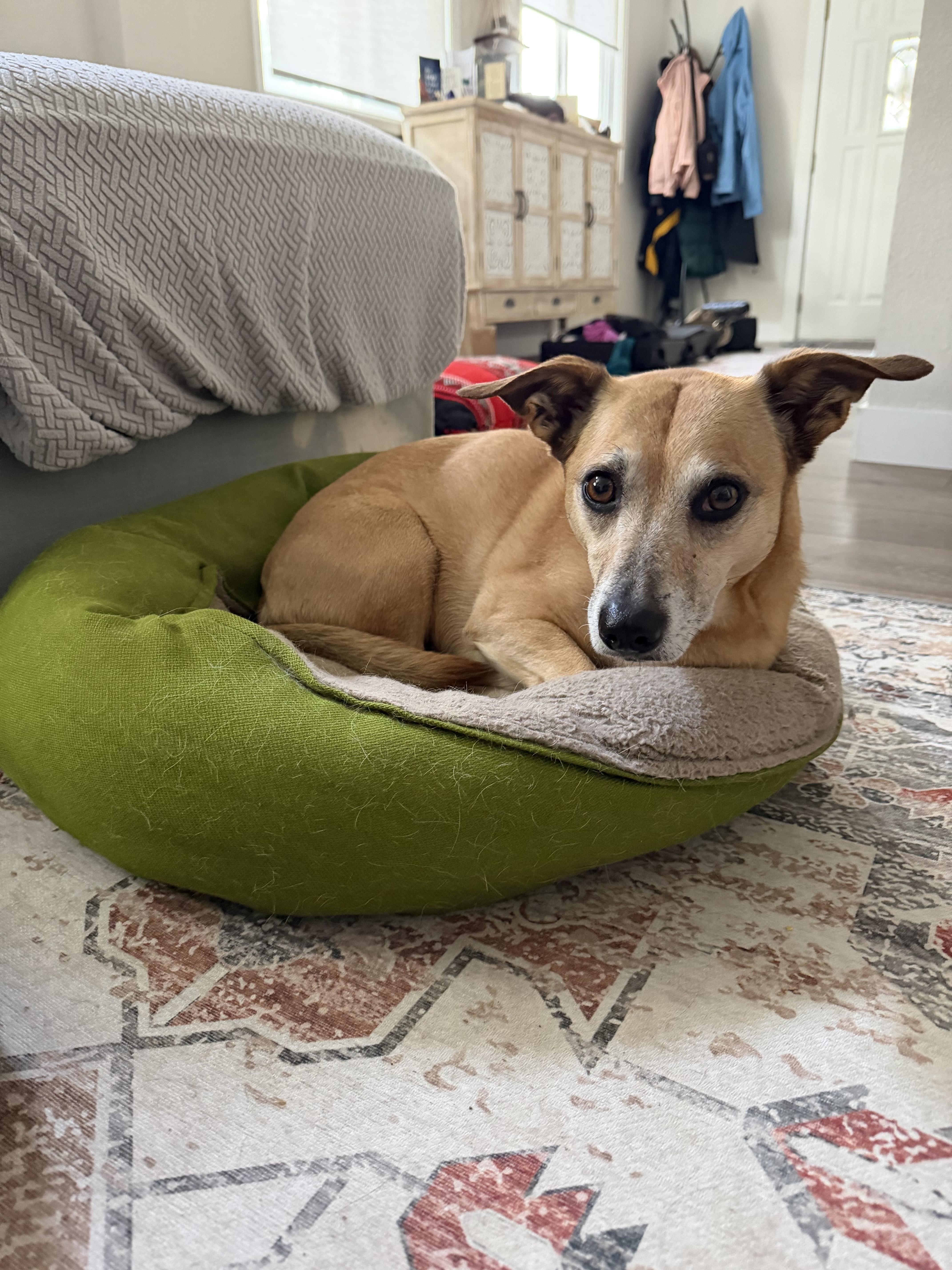 Roo
