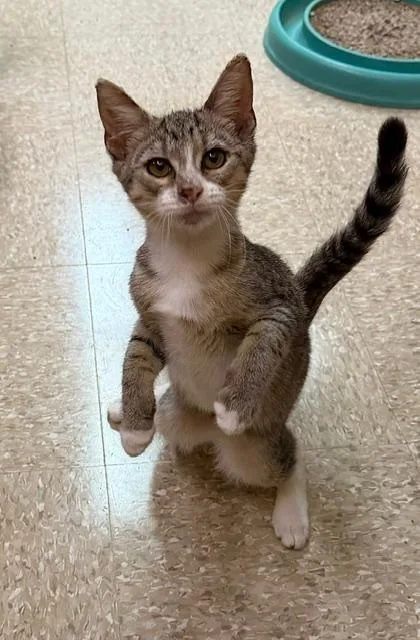 A baby medium-sized male Tabby (Gray / Blue / Silver) Domestic Short Hair cat named Sweetie for adoption in Spring Brook, NY
