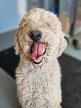 An adult large-sized male Poodle dog named Butter for adoption in Barron, WI