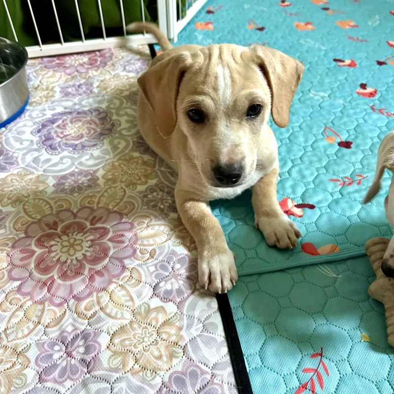 A baby small-sized male Yellow / Tan / Blond / Fawn Chiweenie dog named Arlo for adoption in Chickasha, OK