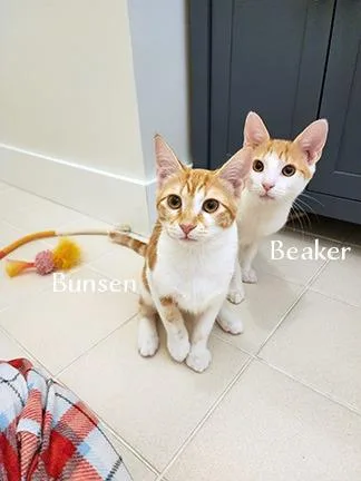 A baby medium-sized male Domestic Short Hair cat named Bunsen for adoption in Hoover , AL