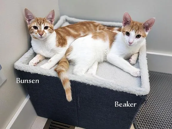 Bunsen thumbnail 2