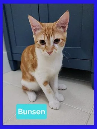Bunsen thumbnail 3