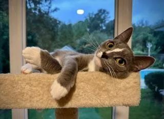 A young medium-sized male Domestic Short Hair cat named Pickle Mittens for adoption in Raleigh, NC