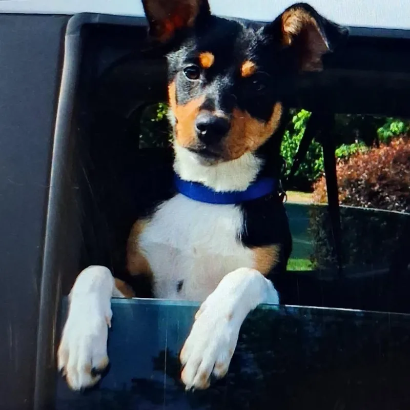 An adult medium-sized female Black Mixed Breed dog named Riley for adoption in Hamilton, GA