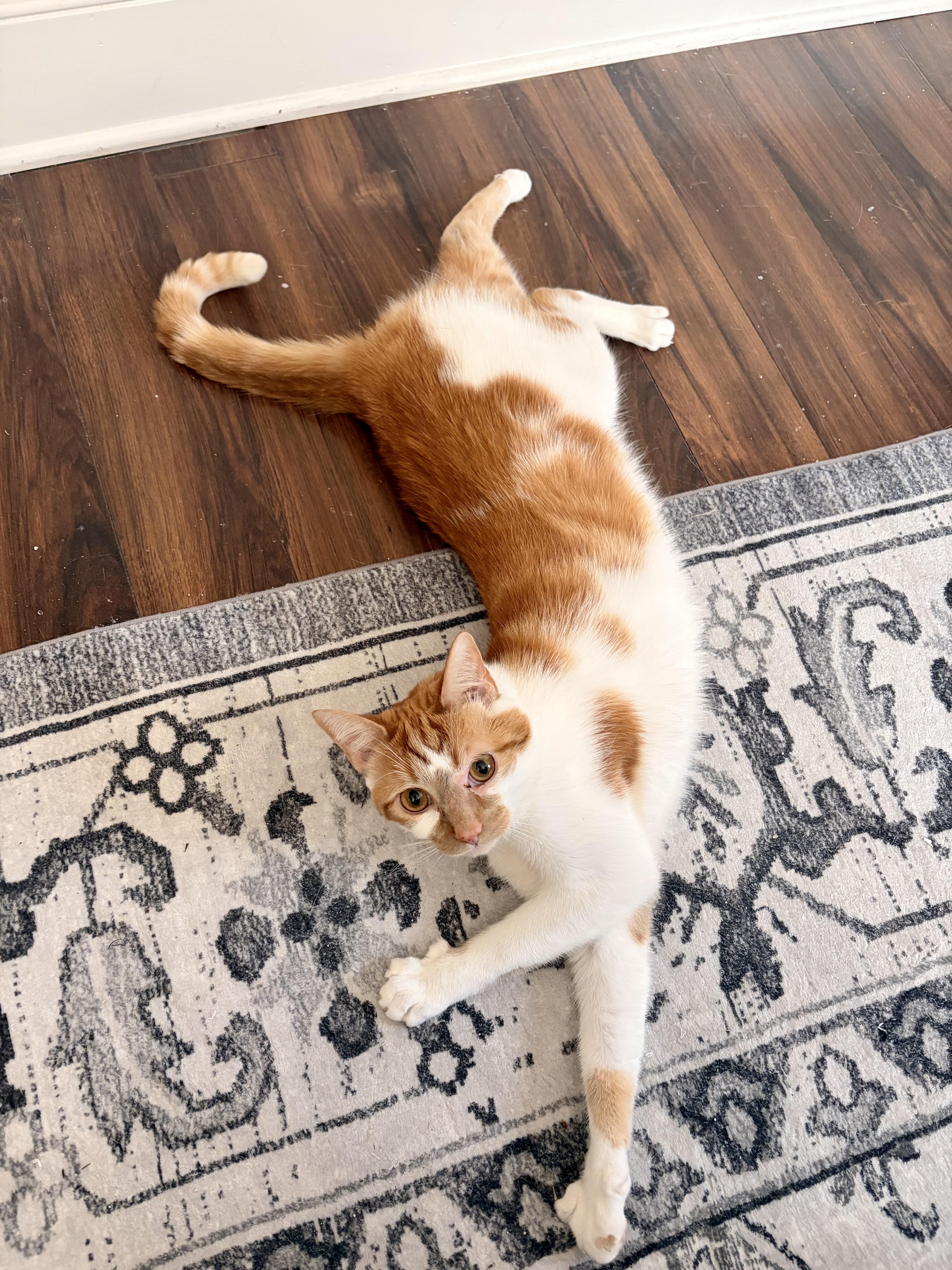 A young medium-sized male Orange & White Domestic Short Hair cat named Milo for adoption in Richmond, VA