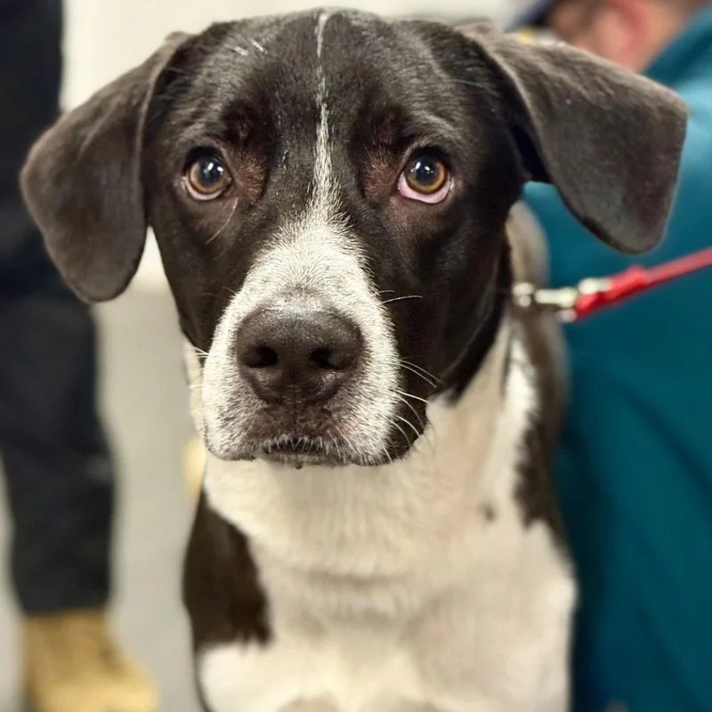 A young medium-sized male Pointer dog named Ranger for adoption in Bloomfield, CT