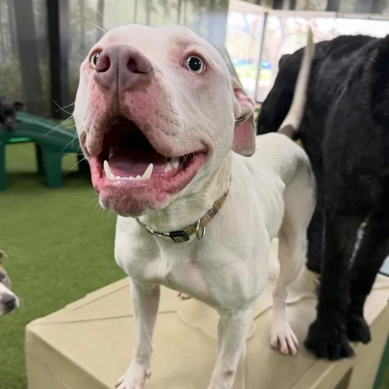 A young medium-sized male White / Cream American Bully dog named Ghost for adoption in Amherst, NY