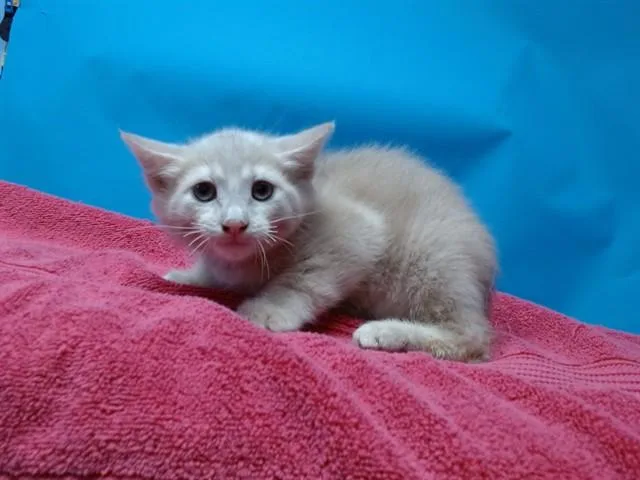 A baby small-sized male Domestic Short Hair cat named Finnigan for adoption in Gardena, CA