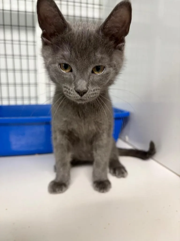 A baby small-sized male Domestic Short Hair cat named Huck for adoption in St. Augustine, FL