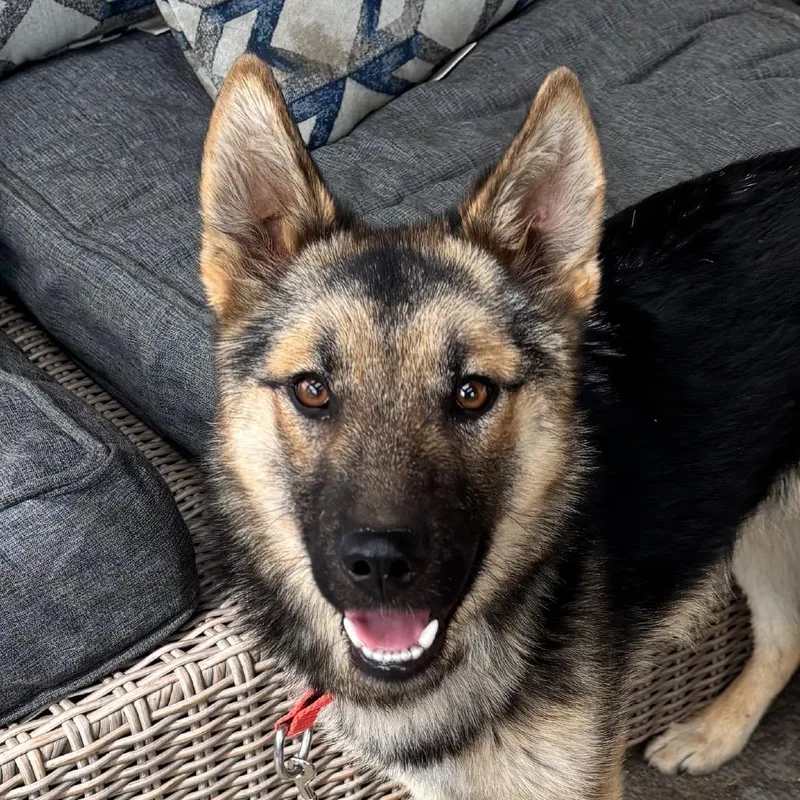 Georgie