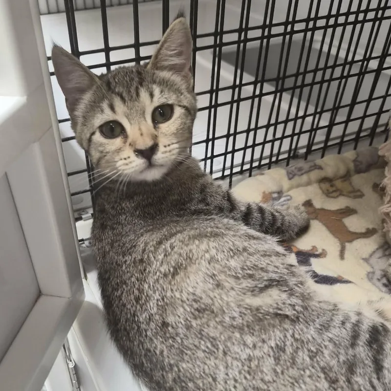A baby small-sized male Gray / Blue / Silver Domestic Short Hair cat named Cello for adoption in Las Cruces, NM