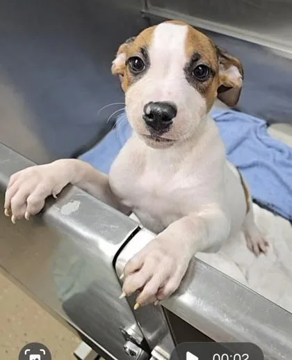 A baby small-sized female White / Cream Pit Bull Terrier dog named Thistle for adoption in Bishop, GA