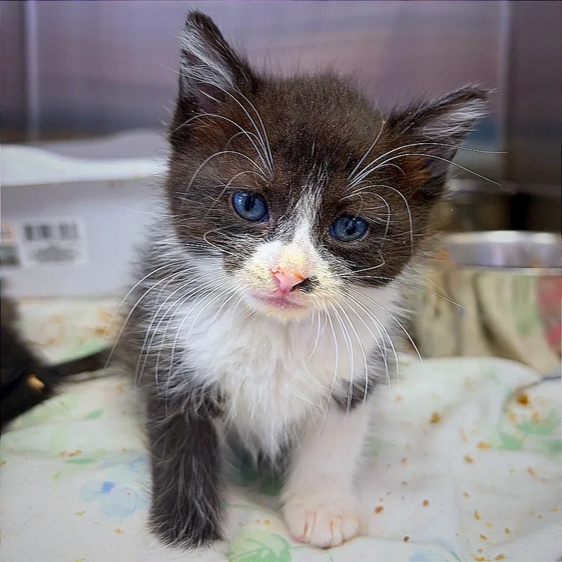 A baby small-sized female Black Domestic Short Hair cat named Veruca for adoption in Hannibal, MO