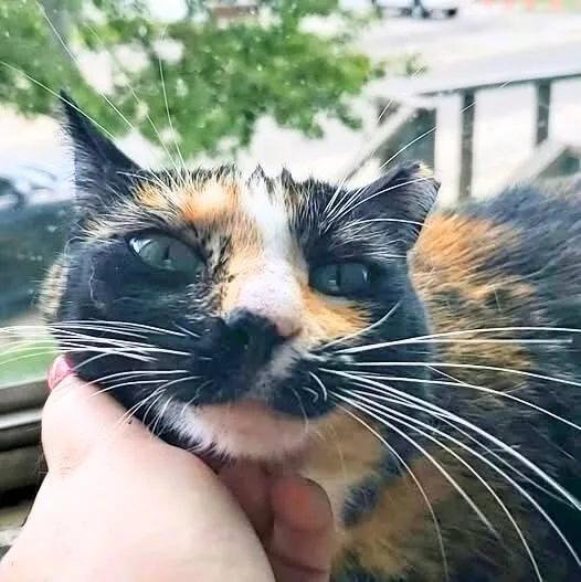 Thavma @ Fat Cat thumbnail 3