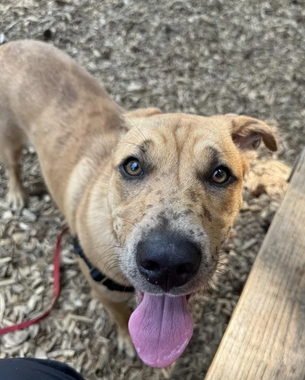 A young large-sized female Mastiff dog named Paisley for adoption in Vancouver, WA
