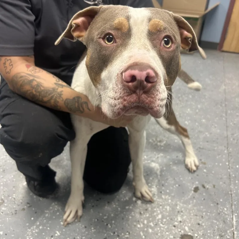 An adult medium-sized male White / Cream Pit Bull Terrier dog named Lemon Curd for adoption in St Joseph, MO