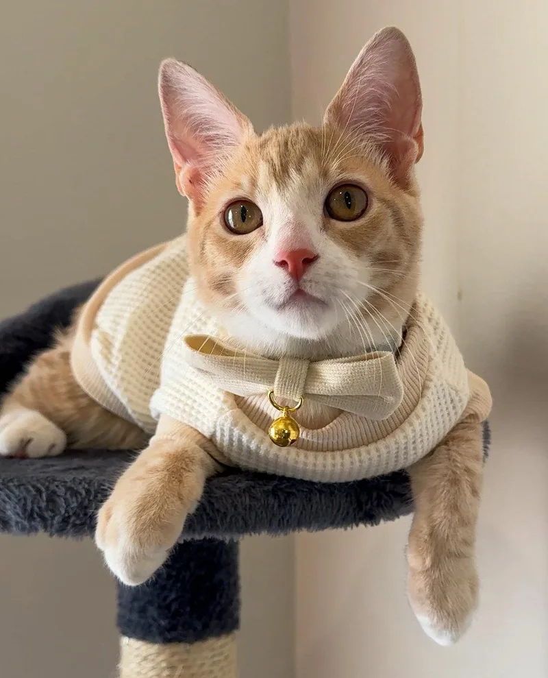 A baby medium-sized male Orange & White Domestic Short Hair cat named Hudson for adoption in Lighthouse Point, FL