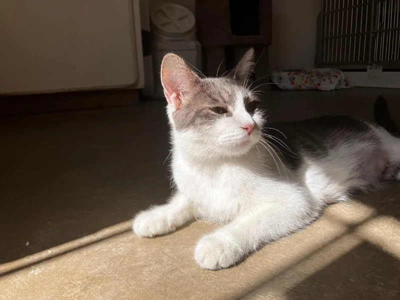 A young small-sized female Domestic Short Hair cat named Lilly for adoption in Los Angeles, CA