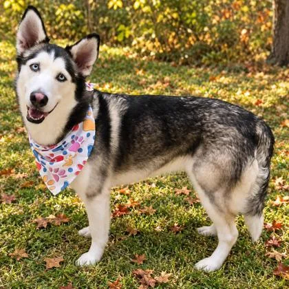 An adult large-sized female White / Cream Mixed Breed dog named Lilo for adoption in Hamilton, OH