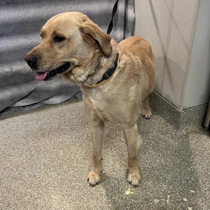 An adult large-sized male Yellow / Tan / Blond / Fawn Labrador Retriever dog named Bradley for adoption in San Gabriel, CA