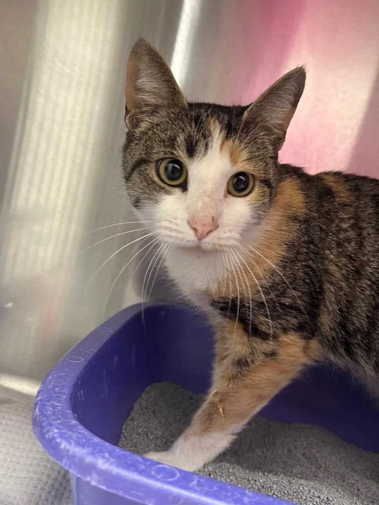 A young medium-sized female Domestic Short Hair cat named Priscilla for adoption in Jonesboro, AR