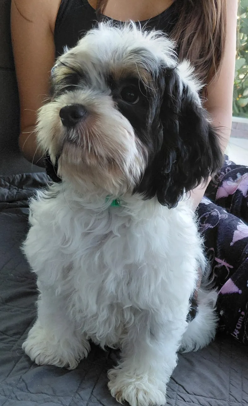 A young small-sized male Black Cavapoo dog named Huey for adoption in Oakland, CA