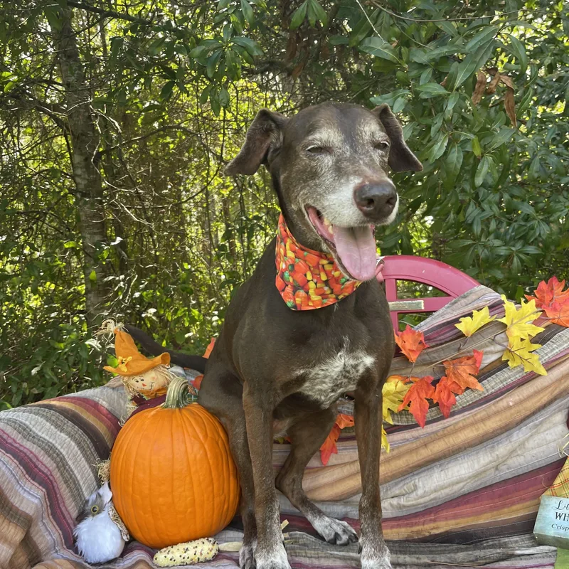 An adult large-sized female Greyhound dog named Lilith for adoption in Sebring, FL