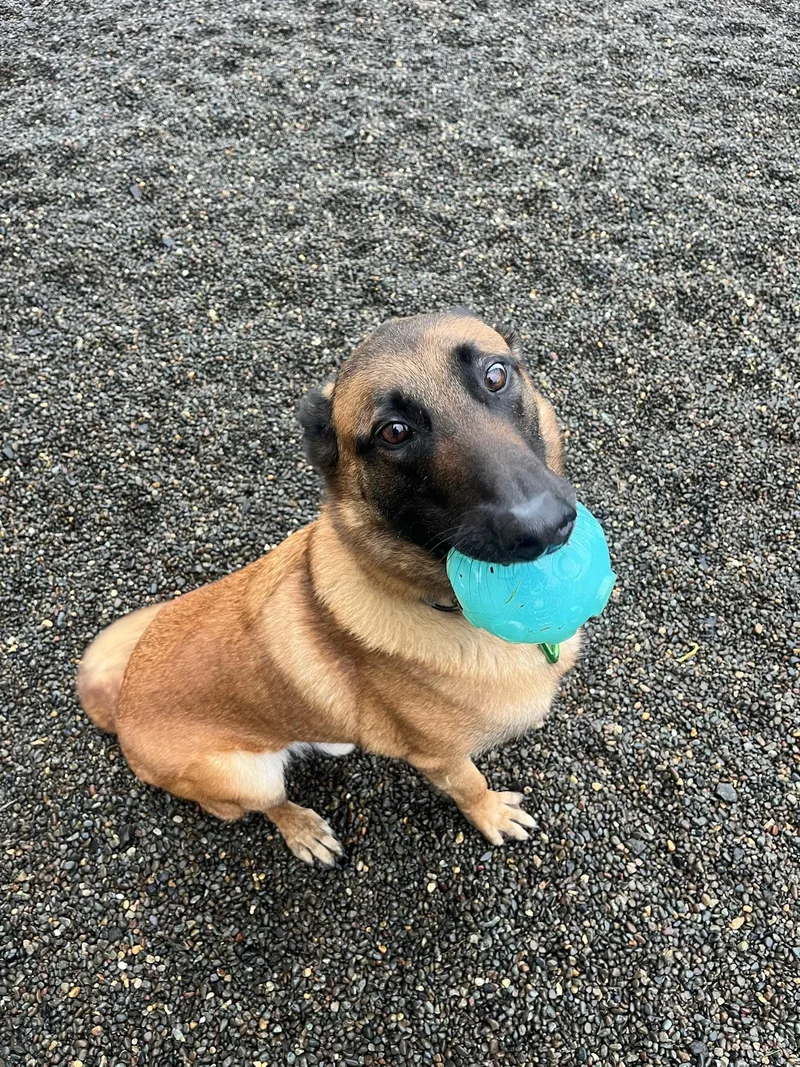 A young large-sized male Belgian Shepherd / Malinois dog named Rito for adoption in santa monica, CA