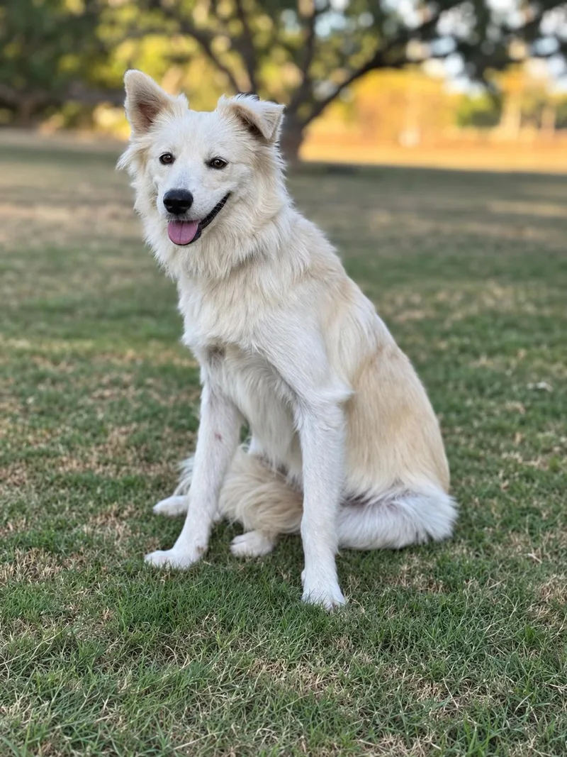 An adult medium-sized female Border Collie dog named Skye for adoption in Helotes, TX