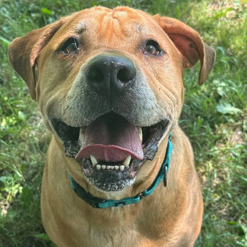An adult extra large-sized male Yellow / Tan / Blond / Fawn Mixed Breed dog named Scoob for adoption in Owosso, MI