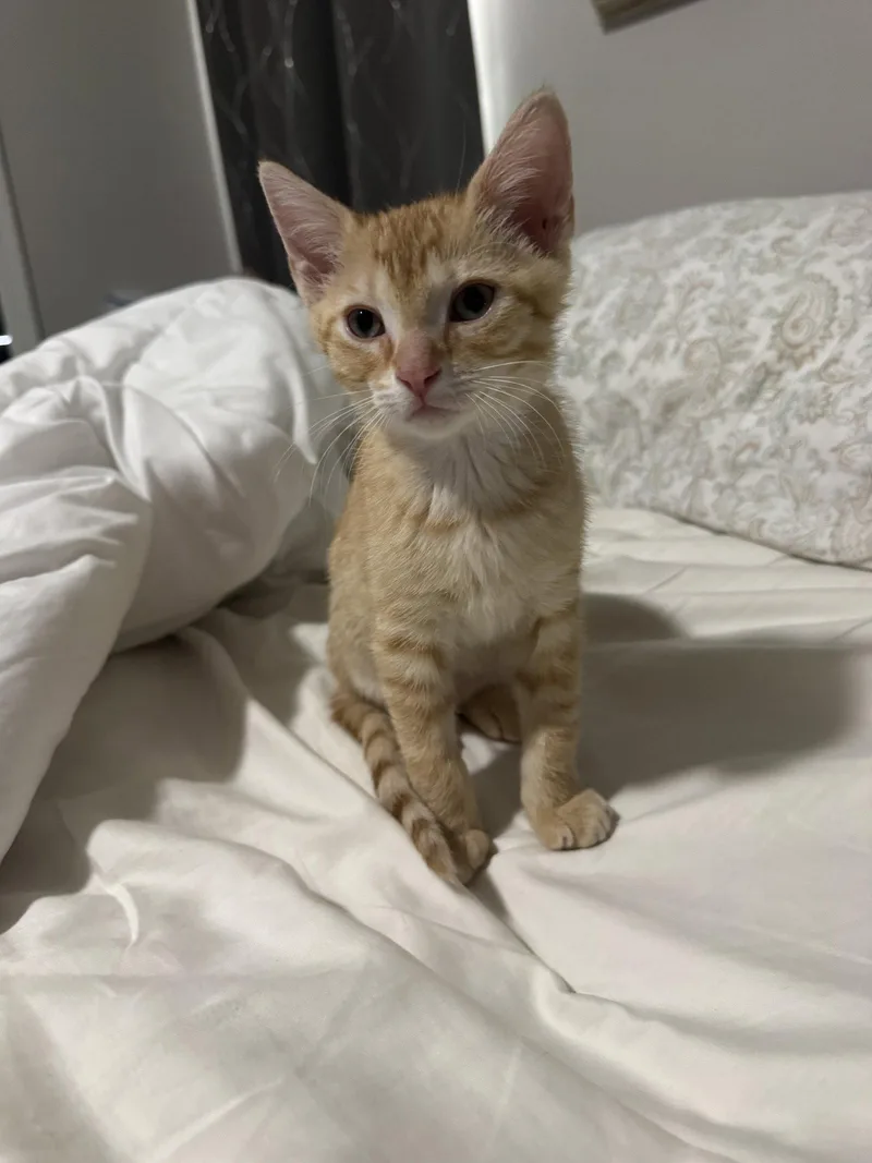 A young medium-sized male Orange & White Domestic Short Hair cat named Ron for adoption in Orlando, FL