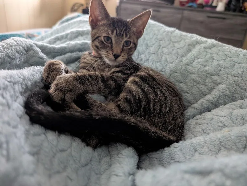 A baby small-sized male Tabby (Brown / Chocolate) Domestic Short Hair cat named Neptune for adoption in Taylor, PA