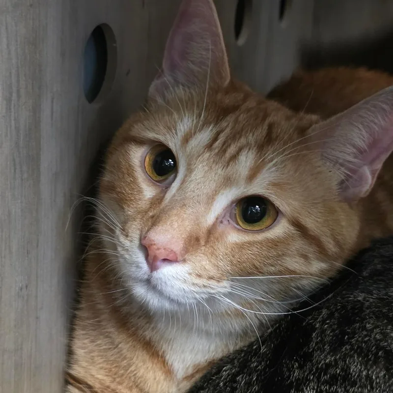 A young large-sized male Orange / Red Domestic Short Hair cat named Rocko for adoption in Abilene, TX