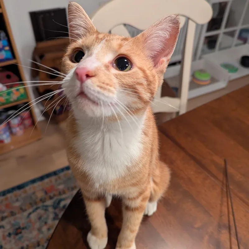 A young small-sized female Orange / Red Domestic Short Hair cat named Farrah Fawcett for adoption in PITTSBURGH, PA