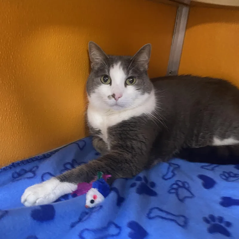A senior medium-sized male Gray & White Domestic Short Hair cat named Smokey for adoption in Elyria, OH