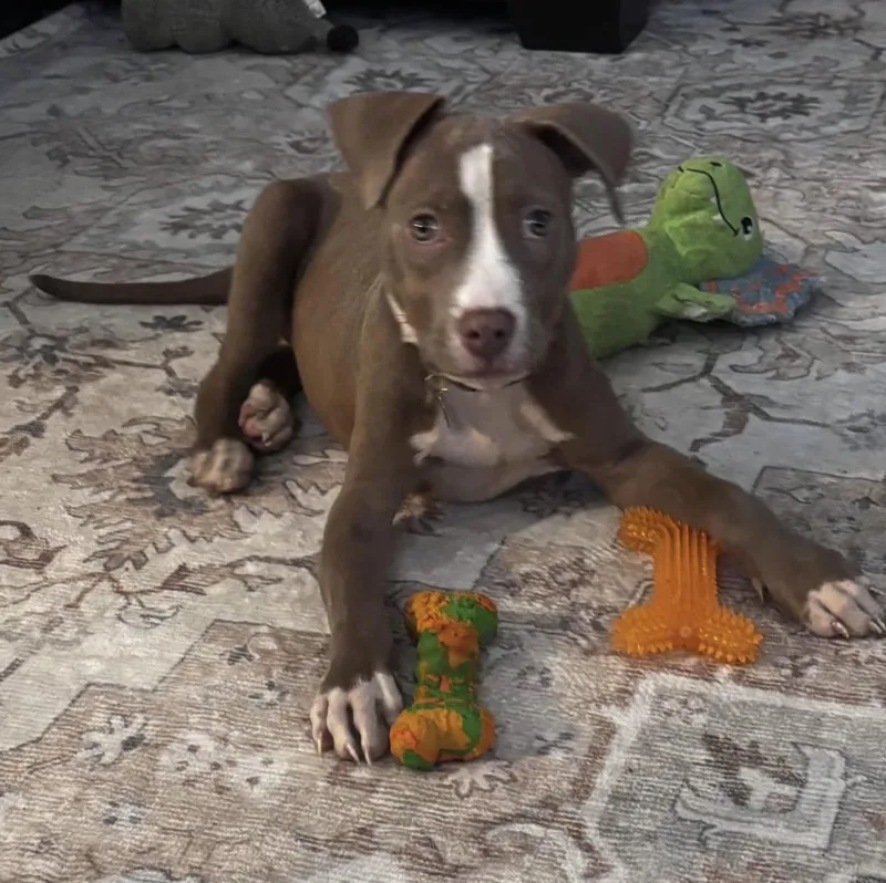 A baby medium-sized female Golden Pit Bull Terrier dog named Sweets for adoption in Richmond, VA