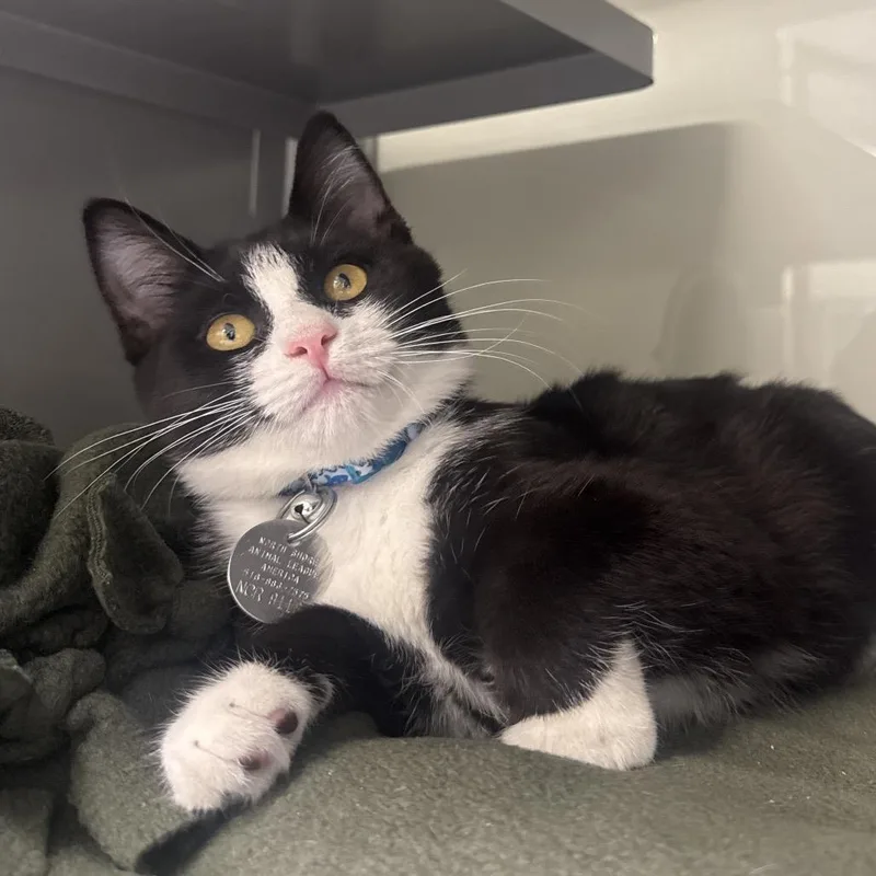 A baby small-sized male Domestic Short Hair cat named NCR Jin for adoption in Port Washington, NY