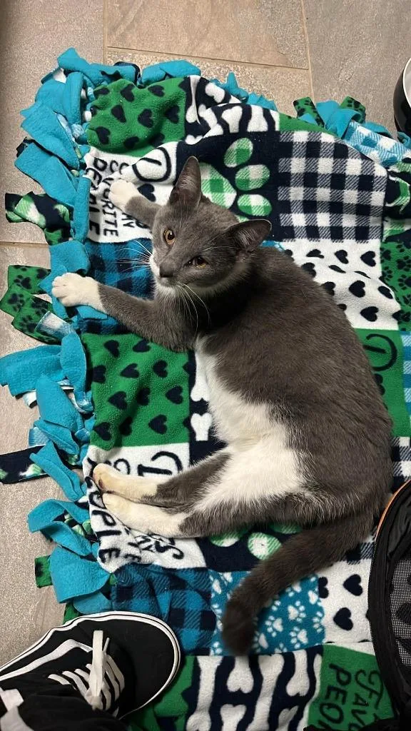 A young medium-sized female Domestic Short Hair cat named Leif for adoption in Hamilton, OH