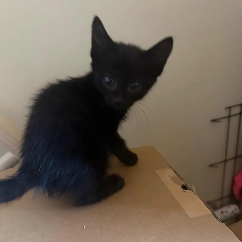 A baby small-sized female Black Domestic Short Hair cat named Abigail for adoption in Silver Spring, MD