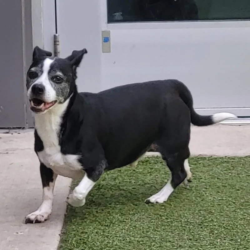 A senior small-sized male Black Boston Terrier dog named Augie for adoption in Greensboro, NC