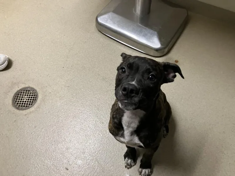 A baby small-sized male Pit Bull Terrier dog named Max for adoption in Chapel Hill, NC