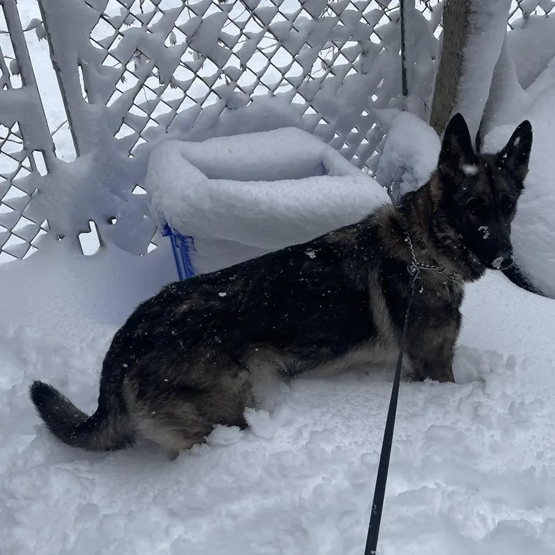 An adult large-sized female Black German Shepherd Dog dog named Nyla for adoption in Philadelphia, PA