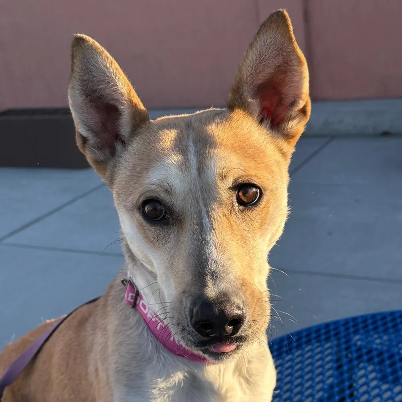 An adult medium-sized female Yellow / Tan / Blond / Fawn Carolina Dog dog named Jessie for adoption in Albuquerque, NM