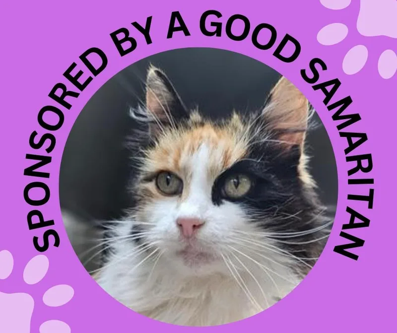 A senior medium-sized female Domestic Medium Hair cat named Fluffy for adoption in Santa Cruz, CA