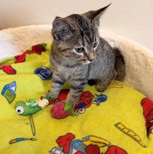 A baby small-sized female Domestic Short Hair cat named Sara for adoption in Ladysmith, WI