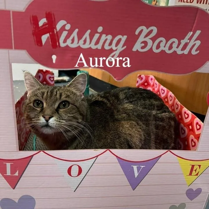 Aurora thumbnail 3