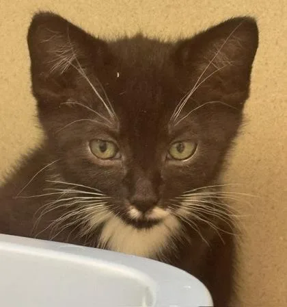 A baby small-sized female Domestic Short Hair cat named Ceasar for adoption in Bellevue, WA